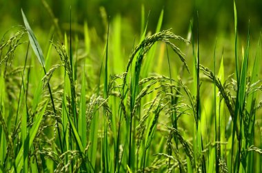 yeşil çim mavi gökyüzü