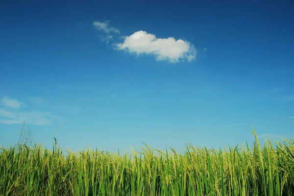 Herbe verte ciel bleu — Photo