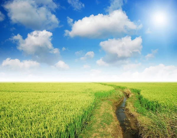 Hierba verde cielo azul — Foto de Stock