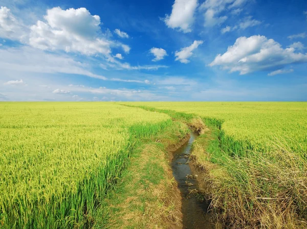 Hierba verde cielo azul — Foto de Stock