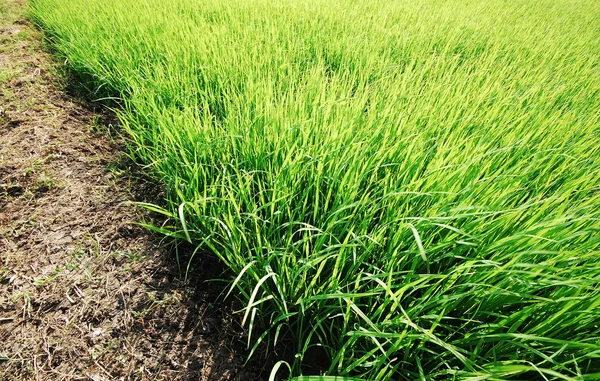 Fondo de la naturaleza hierba verde para el diseño Fotos de stock