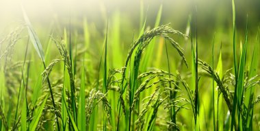 Yeşil çim doğa arka plan tasarımı için