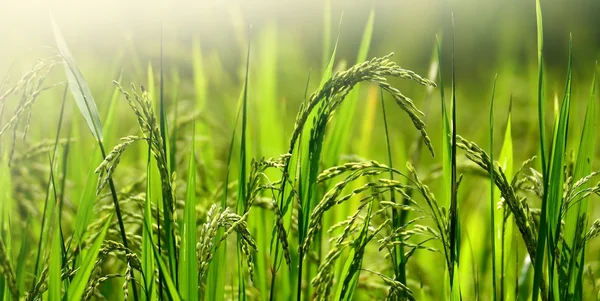 Grönt gräs natur bakgrund för design — Stockfoto