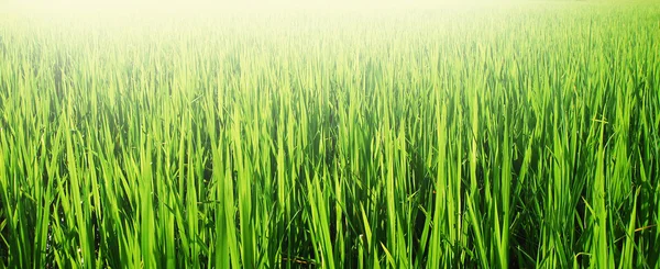 Fondo de la naturaleza hierba verde para el diseño Imágenes de stock libres de derechos