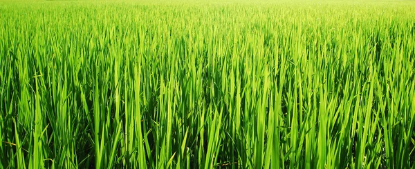 Fondo de la naturaleza hierba verde para el diseño — Foto de Stock