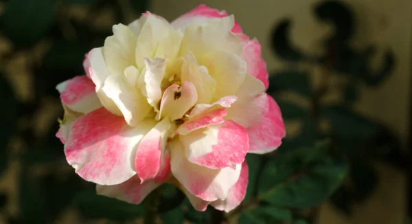 バラの庭で白とピンクのバラの花 — ストック写真