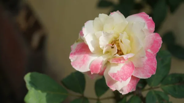 Цветок Белой Розовой Розы Саду Фесса — стоковое фото