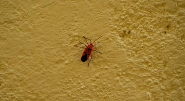 Beyaz duvardaki kırmızı böceğe yaklaş