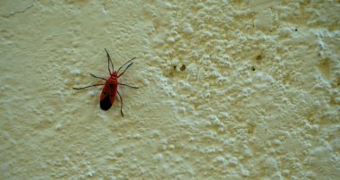 Beyaz duvardaki kırmızı böceğe yaklaş