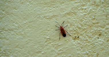 Beyaz duvardaki kırmızı böceğe yaklaş