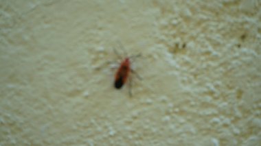 Beyaz duvardaki kırmızı böceğe yaklaş