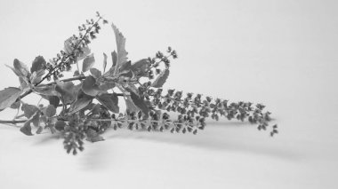 Kutsal fesleğen, tulasi ya da tulsi, Lamiaceaus familyasından aromatik bir bitkidir. Tulsi dünya bilincinde tutulur. Ayurvedic Tulsi olarak da bilinir (şifalı bitkilerin kraliçesi).).