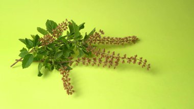 Kutsal fesleğen, tulasi ya da tulsi, Lamiaceaus familyasından aromatik bir bitkidir. Tulsi dünya bilincinde tutulur. Ayurvedic Tulsi olarak da bilinir (şifalı bitkilerin kraliçesi).).