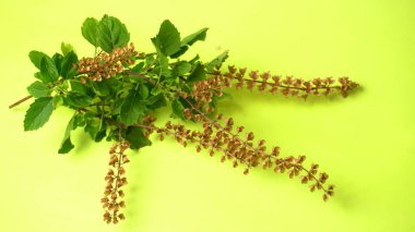 Kutsal fesleğen, tulasi ya da tulsi, Lamiaceaus familyasından aromatik bir bitkidir. Tulsi dünya bilincinde tutulur. Ayurvedic Tulsi olarak da bilinir (şifalı bitkilerin kraliçesi).).