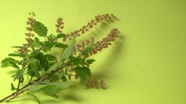 Kutsal fesleğen, tulasi ya da tulsi, Lamiaceaus familyasından aromatik bir bitkidir. Tulsi dünya bilincinde tutulur. Ayurvedic Tulsi olarak da bilinir (şifalı bitkilerin kraliçesi).).