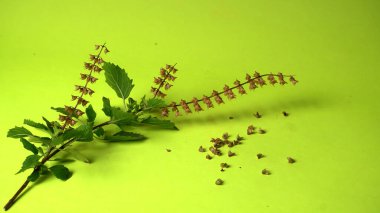 Kutsal fesleğen, tulasi ya da tulsi, Lamiaceaus familyasından aromatik bir bitkidir. Tulsi dünya bilincinde tutulur. Ayurvedic Tulsi olarak da bilinir (şifalı bitkilerin kraliçesi).).