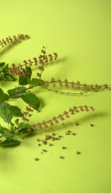 Kutsal fesleğen, tulasi ya da tulsi, Lamiaceaus familyasından aromatik bir bitkidir. Tulsi dünya bilincinde tutulur. Ayurvedic Tulsi olarak da bilinir (şifalı bitkilerin kraliçesi).).