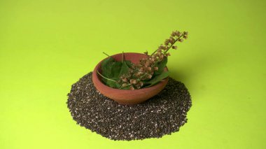 Kutsal fesleğen, tulasi ya da tulsi, Lamiaceaus familyasından aromatik bir bitkidir. Tulsi dünya bilincinde tutulur. Ayurvedic Tulsi olarak da bilinir (şifalı bitkilerin kraliçesi).).