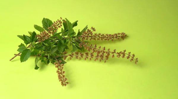 Holy Basil Tulasi Tulsi Lamiaceah 툴시는 창고에 보관되어 — 스톡 사진