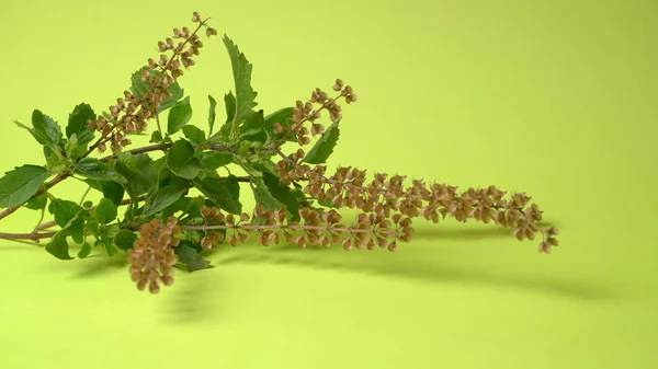 Holy Basil Tulasi Tulsi Lamiaceah 툴시는 창고에 보관되어 — 스톡 사진