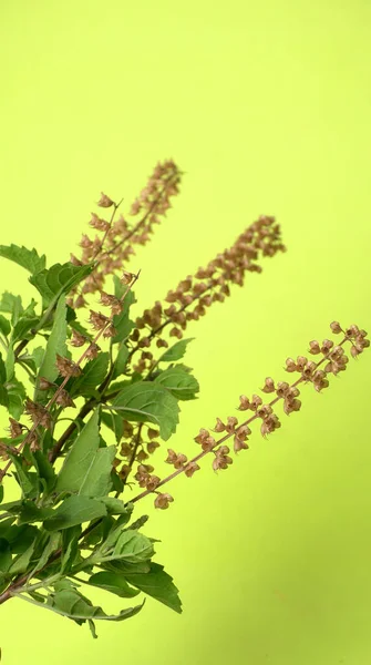 Holy Basil Tulasi Tulsi Lamiaceah 툴시는 창고에 보관되어 — 스톡 사진