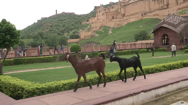 Jaipur Rajasthan Índia Agosto 2019 Turistas Cabras Amer Fort Amber — Fotografia de Stock
