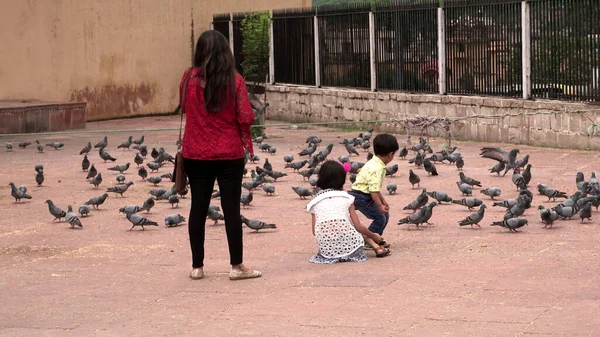Jaipur Indien August 2019 Unbekannte Füttern Tauben Bernstein Fort Ist — Stockfoto
