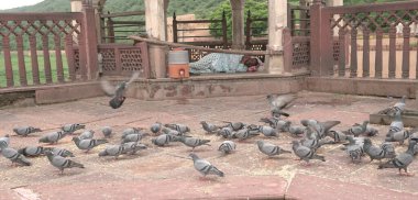 Jaipur, Rajasthan, Hindistan - 11 Ağustos 2019: Amer Kalesi 'nin güzel Panorama manzarası. Rajput askeri tepe mimarisi. Amer Kalesi Meşhur turizm merkezi ve UNESCO Dünya Mirası Alanı.