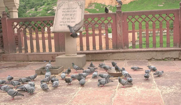 Jaipur Rajasthan Indien August 2019 Schöne Aussicht Auf Das Amer — Stockfoto