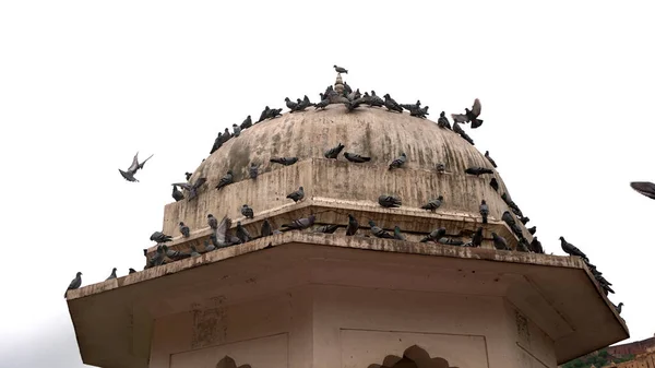 Jaipur Rajasthan Hindistan Ağustos 2019 Amer Kalesi Nin Güzel Panorama — Stok fotoğraf