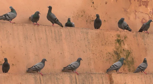 Jaipur Rajasthan Índia Agosto 2019 Vista Panorâmica Forte Amer Arquitetura — Fotografia de Stock