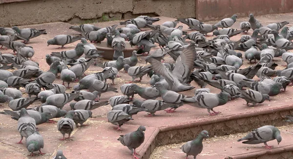 Jaipur Indien August 2019 Tauben Bernstein Fort Ist Eine Der — Stockfoto