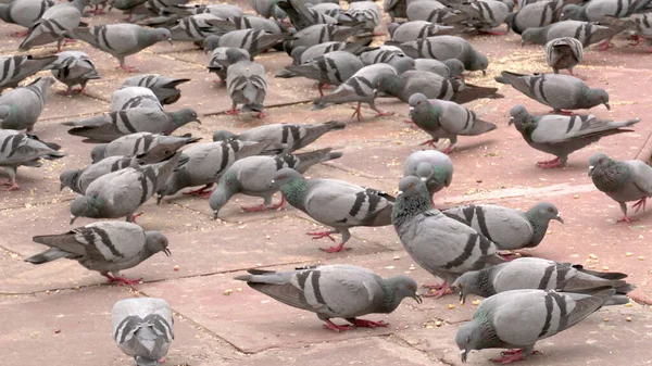 Jaipur Indien August 2019 Tauben Bernstein Fort Ist Eine Der — Stockfoto