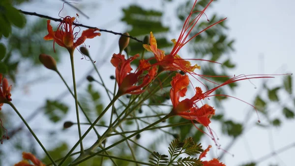 Λαμπερά Κόκκινα Λουλούδια Στο Δάσος Ινδία — Φωτογραφία Αρχείου