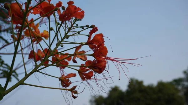 Fiori Rossi Brillanti Nella Foresta India — Foto Stock