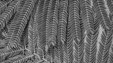 Arkaplanda renkli tropikal yapraklardan oluşan yaratıcı bir düzen.