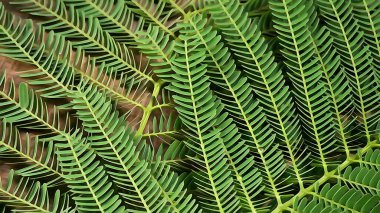 Arkaplanda renkli tropikal yapraklardan oluşan yaratıcı bir düzen.