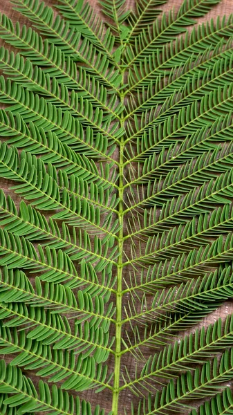 Mise Page Créative Faite Feuilles Tropicales Colorées Sur Fond — Photo