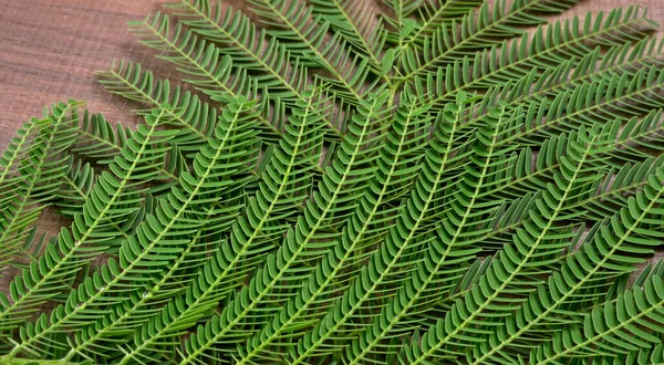 Kreativní Rozložení Barevných Tropických Listů Pozadí — Stock fotografie