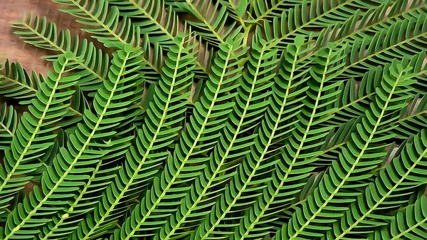 Arkaplanda Renkli Tropikal Yapraklardan Oluşan Yaratıcı Bir Düzen — Stok fotoğraf