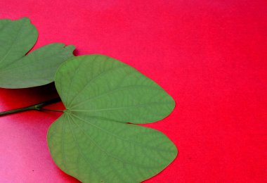 Dussehra Hint Festivali, kırmızı arka planda altın yaprakları gösteriyor. (Piliostigma racemosum).