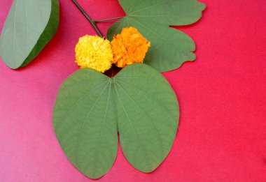 Dussehra Hint Festivali, kırmızı arka planda altın yapraklar ve çiçekler gösteriliyor. (Piliostigma racemosum) Tebrik kartı.