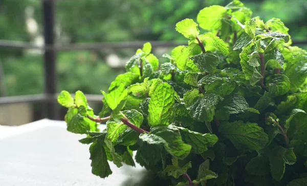 taze nane yaprakları sağlık diyeti kavramı