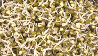 Yeşil gram veya moong tohumu tohumu yığınını kapat.