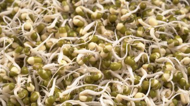 Yeşil gram veya moong tohumu tohumu yığınını kapat.