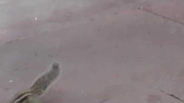 Closeup Cute Squirrel Road Daytime — Stock Video