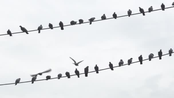 Pigeons Sitting Wires Daytime Cloudy Sky Background — Stock Video