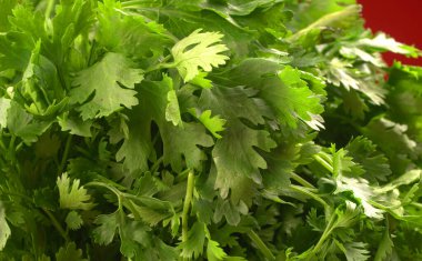 Kırmızı arka planda bir demet taze maydanoz. Vejetaryen gıda yaşam tarzı konsepti, alanı kopyala.