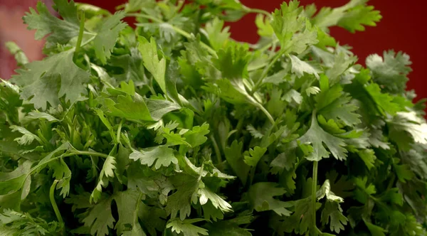 Bundle of fresh parsley on red background. Vegan food lifestyle concept, Copy space.