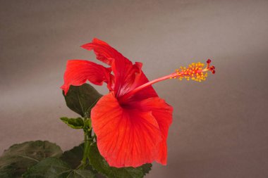 Sepette parlak kırmızı amber çiçekleri.